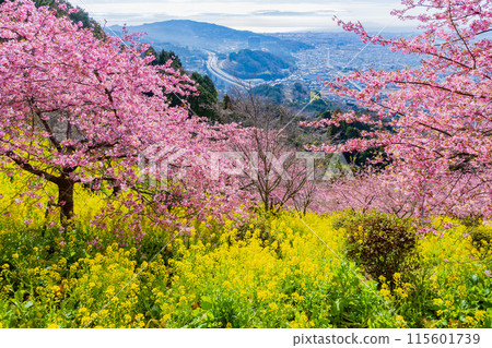 早春神奈川縣松田町松田山的河津櫻花和油菜花 早春神奈川縣松田町松田山的河津櫻花和油菜花 115601739