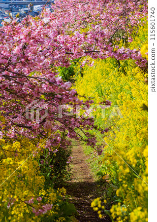 早春神奈川縣松田町松田山的河津櫻花和油菜花 早春神奈川縣松田町松田山的河津櫻花和油菜花 115601740