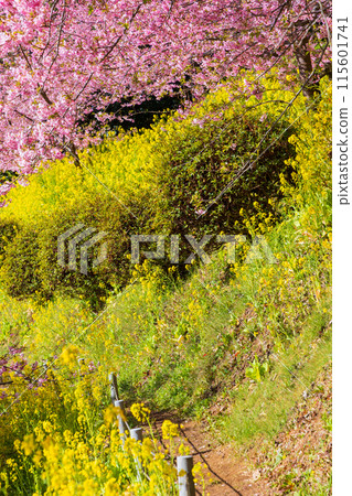 早春神奈川縣松田町松田山的河津櫻花和油菜花 早春神奈川縣松田町松田山的河津櫻花和油菜花 115601741