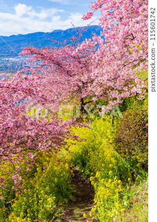 早春神奈川縣松田町松田山的河津櫻花和油菜花 早春神奈川縣松田町松田山的河津櫻花和油菜花 115601742