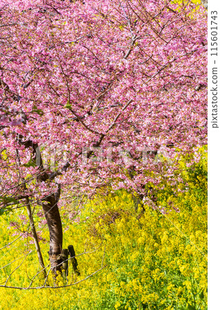 早春神奈川縣松田町松田山的河津櫻花和油菜花 早春神奈川縣松田町松田山的河津櫻花和油菜花 115601743