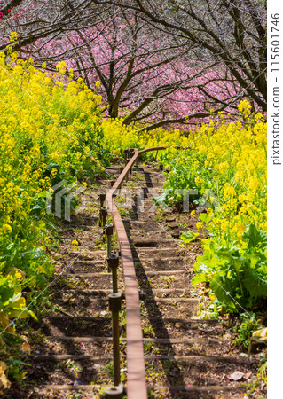 早春神奈川縣松田町松田山的河津櫻花和油菜花 早春神奈川縣松田町松田山的河津櫻花和油菜花 115601746