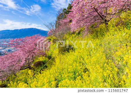 早春神奈川縣松田町松田山的河津櫻花和油菜花 早春神奈川縣松田町松田山的河津櫻花和油菜花 115601747