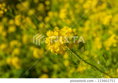 Early spring rape blossoms at Matsudayama in Matsuda Town, Kanagawa Prefecture Early spring rape blossoms at Matsudayama in Matsuda Town, Kanagawa Prefecture 115601751