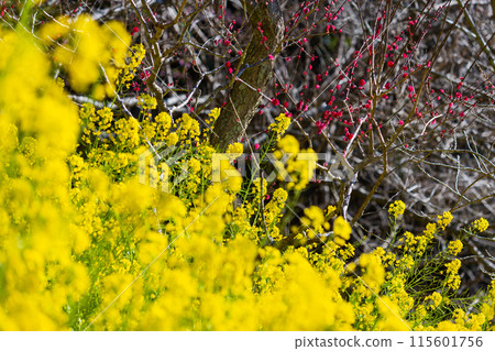 Early spring rape blossoms at Matsudayama in Matsuda Town, Kanagawa Prefecture Early spring rape blossoms at Matsudayama in Matsuda Town, Kanagawa Prefecture 115601756