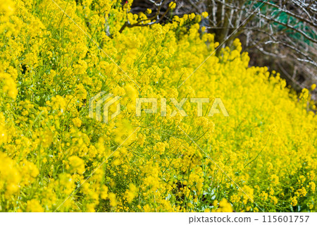 Early spring rape blossoms at Matsudayama in Matsuda Town, Kanagawa Prefecture 115601757