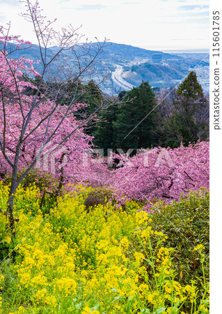 早春神奈川縣松田町松田山的河津櫻花和油菜花 115601785
