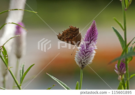 A butterfly resting on a celosia plant, which is sold as a cut flower or in a pot under the name Celosia. 115601895