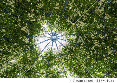 從內部看到的白色攀爬玫瑰圓頂 115601933