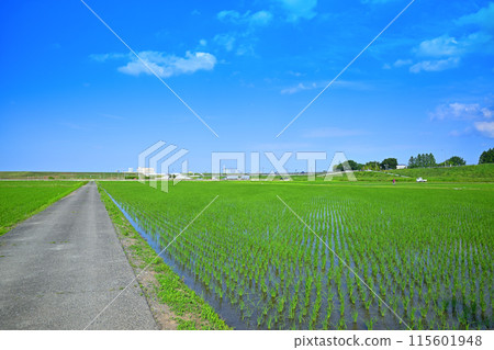 阿澤路、插秧後的稻田、當地風景、田園風光、埼玉市 115601948