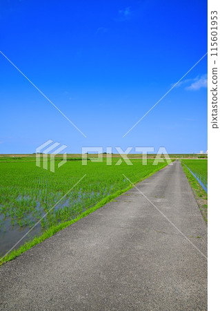 Rice field after rice planting, local scenery, rural scenery, Saitama New Urban Center direction Rice field after rice planting, local scenery, rural scenery, Saitama New Urban Center direction 115601953
