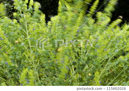 墨西哥鼠尾草耐寒，具有石灰和藍色花朵的美麗對比。 115602026
