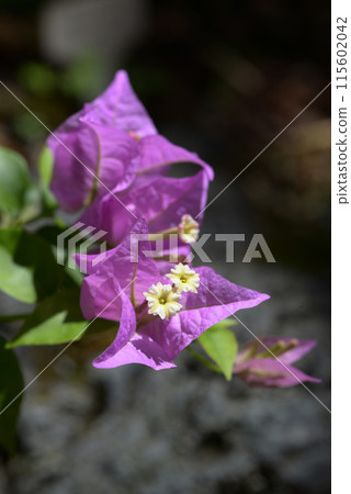 三角梅 三角梅 115602042