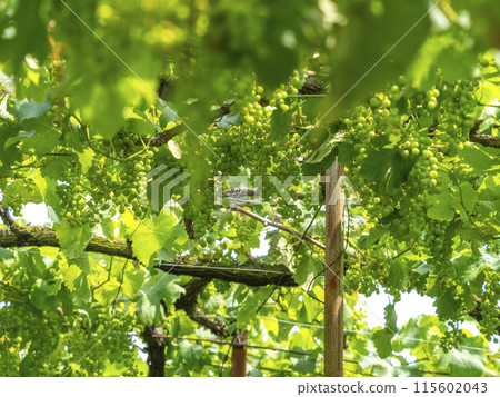 夏季葡萄園碩果累累 115602043