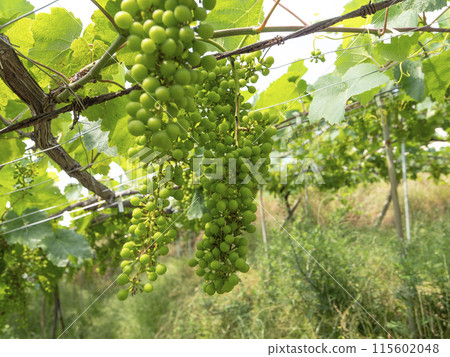 Fruitful vineyard in summer Fruitful vineyard in summer 115602048