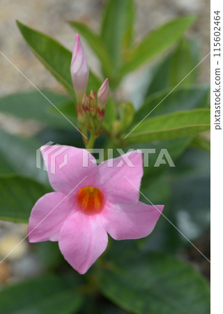 Mandevila Mandevila 115602464