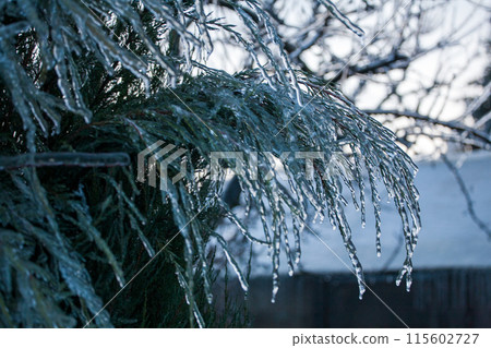 Icing in the world of plants. A pine branch with long green needles covered with a thin layer of ice 115602727