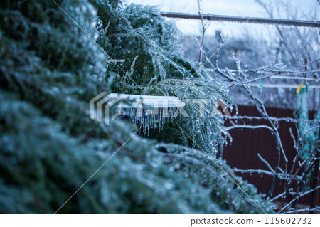Icing in the world of plants. A pine branch with long green needles covered with a thin layer of ice Icing in the world of plants. A pine branch with long green needles covered with a thin layer of ice 115602732