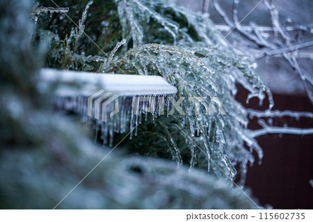 Icing in the world of branch with long green needles covered with a thin layer of ice on a winter Icing in the world of branch with long green needles covered with a thin layer of ice on a winter 115602735