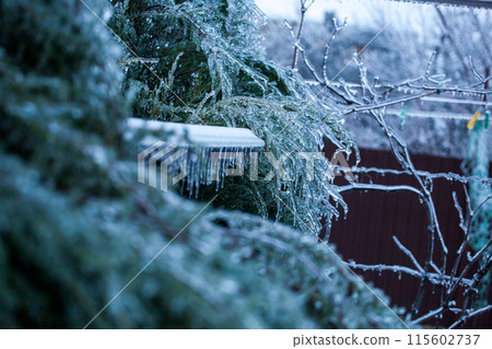 Icing in the world of branch with long green needles covered with a thin layer of ice on a winter Icing in the world of branch with long green needles covered with a thin layer of ice on a winter 115602737