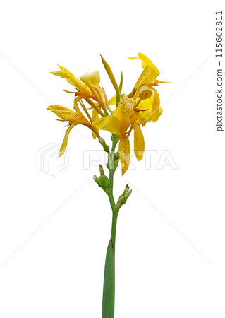 Yellow canna lily or Edible canna flower beautiful 115602811