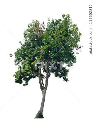 Tree for gardening, Michelia alba, White Champaka 115602813