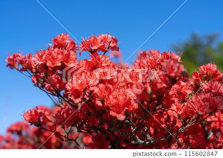 藍天映襯下杜鵑花盛開 115602847