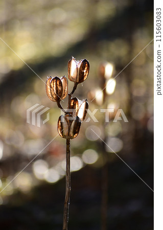 Glowing Lily of the Valley 115603083