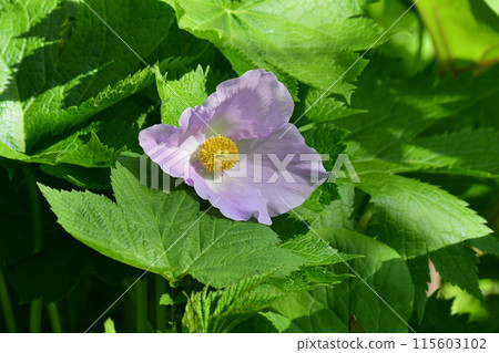 Shirane-aoyu blooming in the mountains Shirane-aoyu blooming in the mountains 115603102