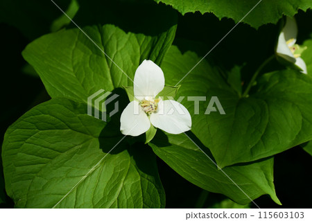 White flowers of trillium White flowers of trillium 115603103