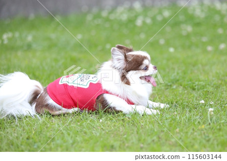 A cute chihuahua wearing red clothes having fun at a dog run in early summer 115603144