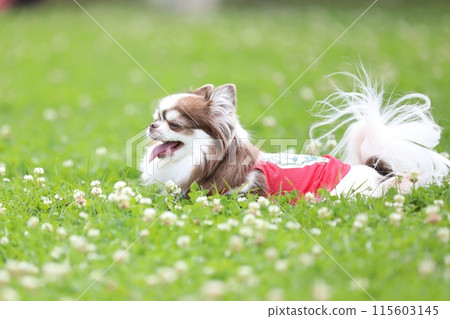 初夏,可愛的吉娃娃穿著紅色衣服,在狗狗跑中玩耍 初夏,可愛的吉娃娃穿著紅色衣服,在狗狗跑中玩耍 115603145