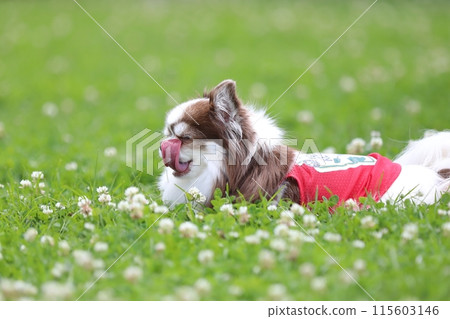 初夏，可愛的吉娃娃穿著紅色衣服，在狗狗跑中玩耍 115603146