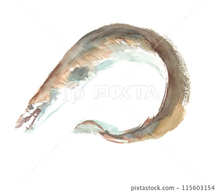 Watercolor illustration of a conger eel Watercolor illustration of a conger eel 115603154