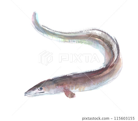 Watercolor illustration of a conger eel Watercolor illustration of a conger eel 115603155