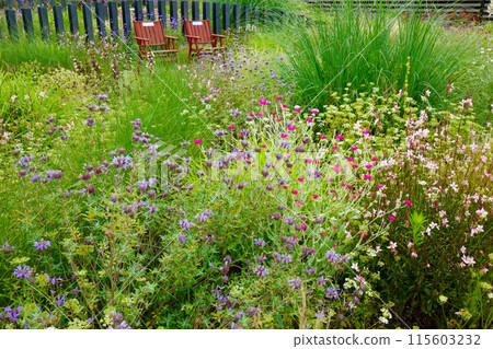Cleveland Sage Ornamental Grass Garden Miyamae Park 115603232