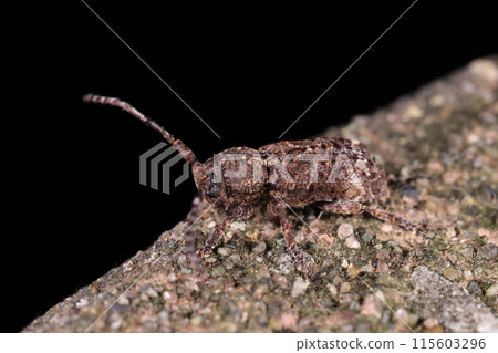 Living creatures, insects, the rusty longhorn beetle, with its rugged body mottled in black and brown. A protective coloration that resembles tree bark. 115603296
