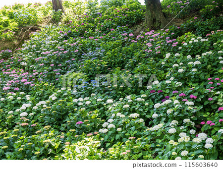 Hydrangea flower Hydrangea flower 115603640