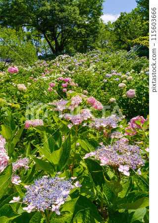 Hydrangea blooming hill (Chayagasaka Park, Nagoya City, Aichi Prefecture) 115603666