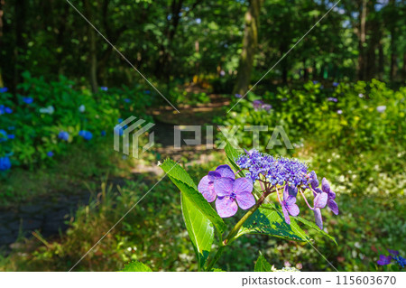 繡球花盛開的小路（愛知縣名古屋市茶屋坂公園） 115603670