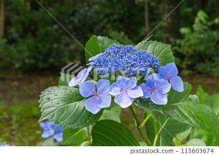 雅庫繡球花（愛知縣名古屋市茶屋坂公園） 115603674