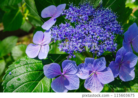 Close-up of hydrangea (Chayagasaka Park, Nagoya, Aichi Prefecture) 115603675