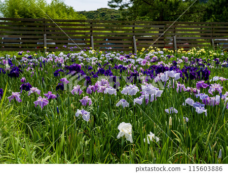 Flower shovel Flower shovel 115603886