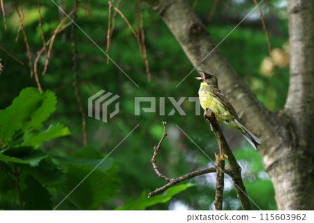 A singing blue-and-white flycatcher A singing blue-and-white flycatcher 115603962