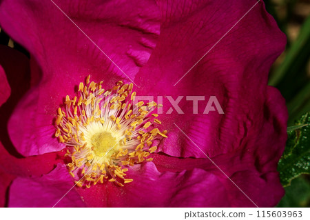 Beautifully blooming rosehip flowers Beautifully blooming rosehip flowers 115603963