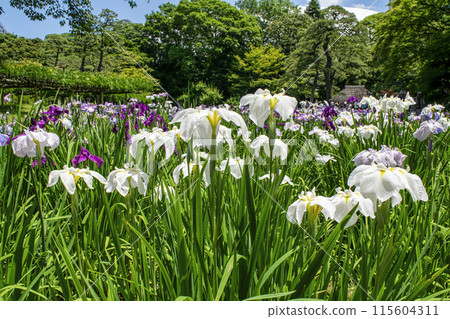 東京小石川後樂園,鳶尾田裡的鳶尾花,國家特別歷史遺址 東京小石川後樂園,鳶尾田裡的鳶尾花,國家特別歷史遺址 115604311
