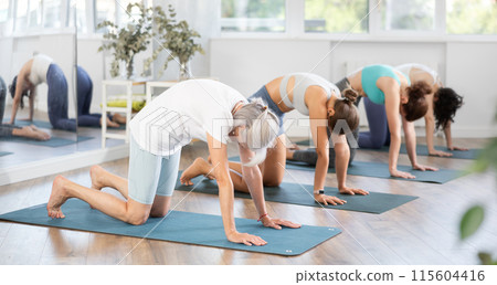 Senior woman doing Cat Cow Stretch during group yoga session Senior woman doing Cat Cow Stretch during group yoga session 115604416
