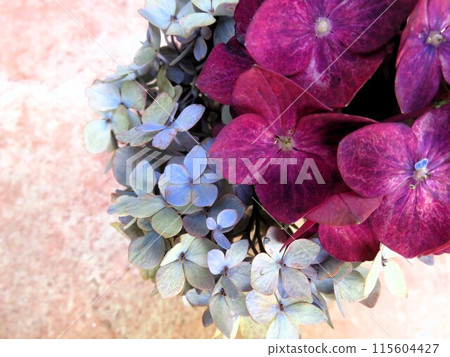 Hydrangea 115604427
