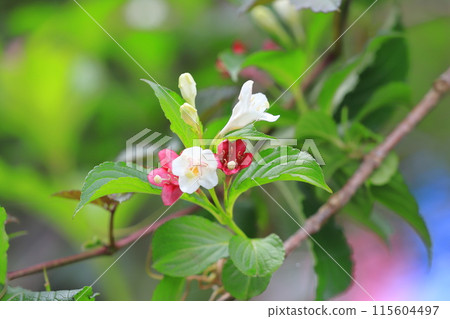 箱根天空樹的花會變色 箱根天空樹的花會變色 115604497