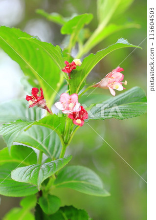 The color-changing flowers of Hakone Deutzia 115604503